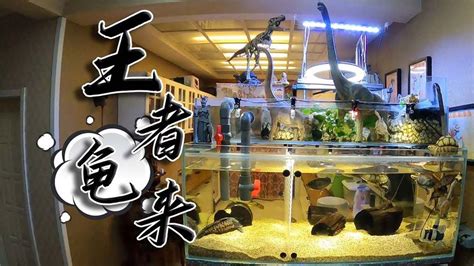 烏龜混養魚